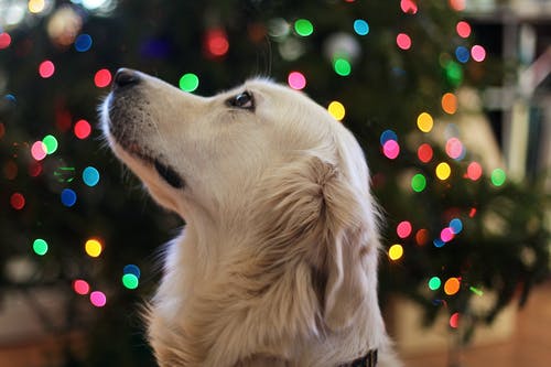 金毛寻回犬 · 免费素材图片