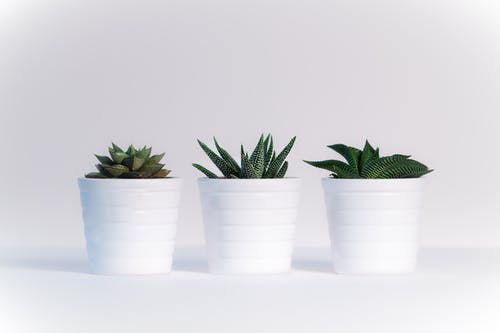 白色陶瓷壶中的三种绿色什锦植物 · 免费素材图片