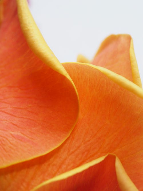 橙花瓣 · 免费素材图片