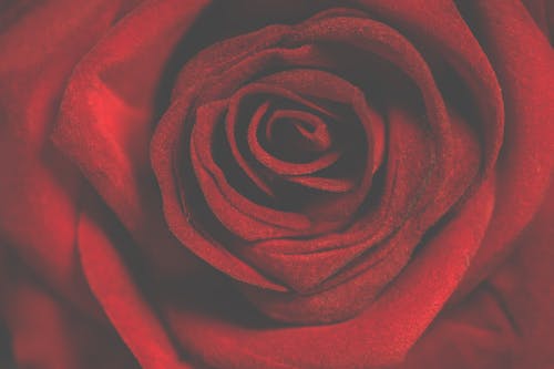 红玫瑰的微距摄影 · 免费素材图片