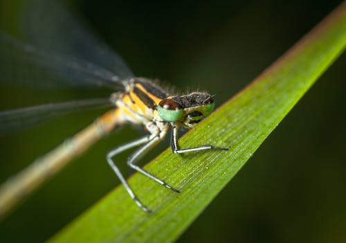 绿色和黄色的蜻蜓栖息在绿叶上的选择性聚焦摄影 · 免费素材图片