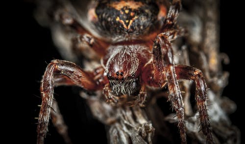 蜘蛛的显微摄影 · 免费素材图片