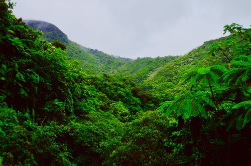 绿树覆盖的山 · 免费素材图片