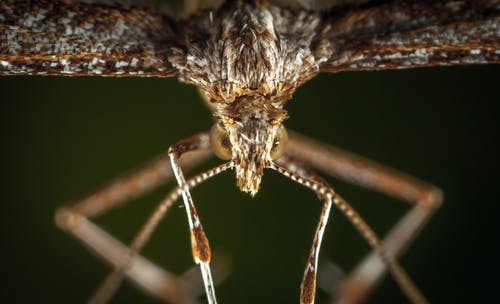 褐羽蛾的微距摄影 · 免费素材图片
