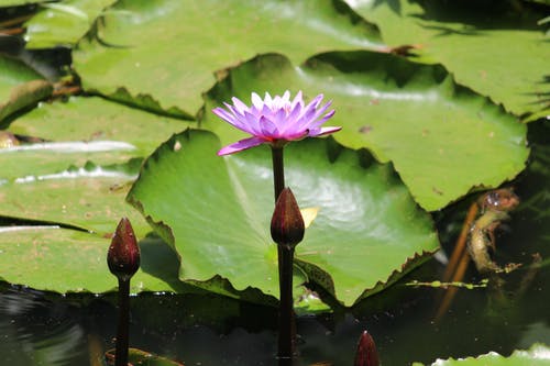 盛开的紫色睡莲的特写摄影 · 免费素材图片