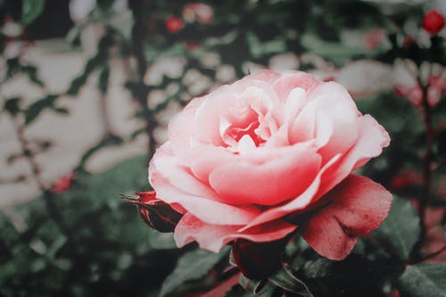 粉红玫瑰花 · 免费素材图片