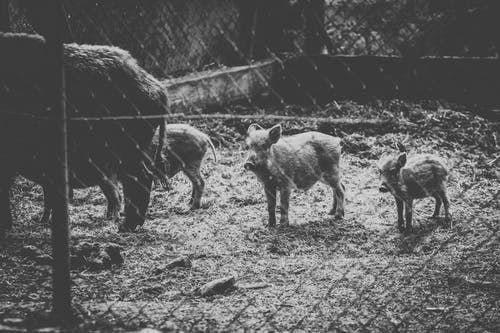 野猪的灰度照片 · 免费素材图片
