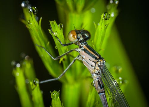 棕色蜻蜓在绿色草地上的微距摄影 · 免费素材图片