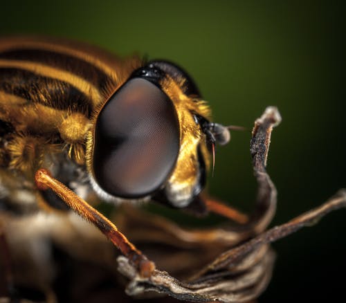 蜜蜂的宏观摄影 · 免费素材图片