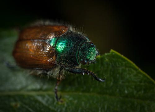 日本甲虫的宏观摄影栖息在绿叶上 · 免费素材图片