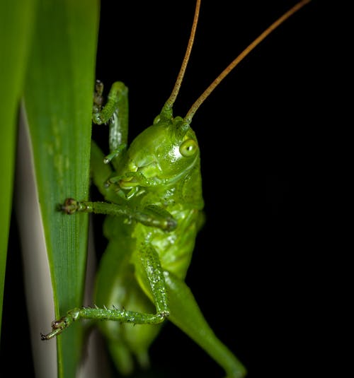 蚱hopper栖息在绿叶上的特写摄影 · 免费素材图片