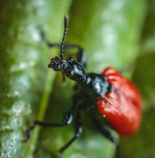 红色和黑色昆虫 · 免费素材图片
