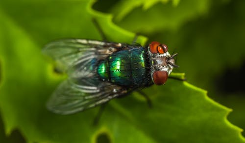 苍蝇的微距摄影 · 免费素材图片