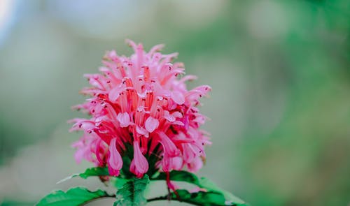 粉红色的花的特写摄影 · 免费素材图片