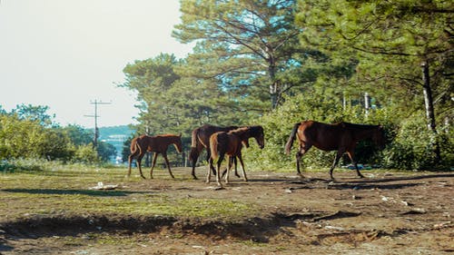 马在森林里的照片 · 免费素材图片