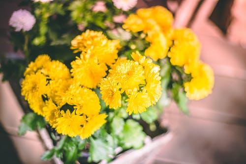 黄色的花的特写摄影 · 免费素材图片