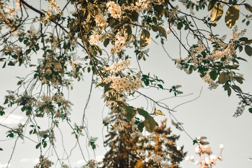 白花的特写照片 · 免费素材图片