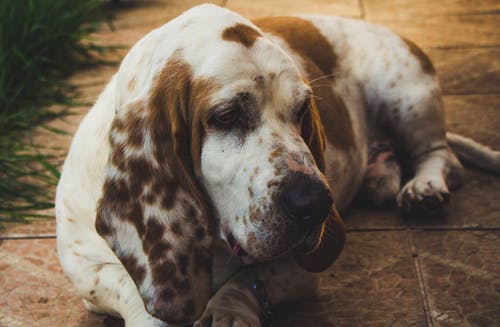 棕色和白色的短腿猎犬躺在地板上 · 免费素材图片