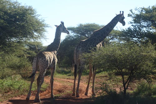 两只长颈鹿站在树旁 · 免费素材图片