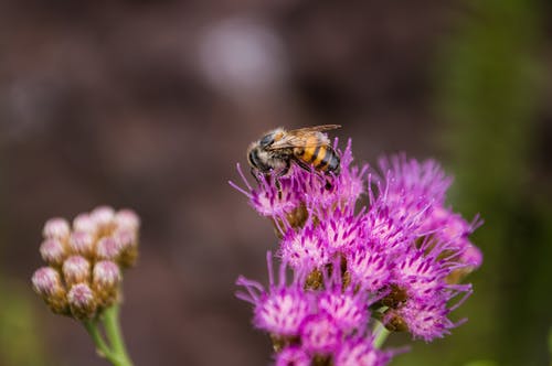蜜蜂在紫色花瓣上的选择性聚焦摄影 · 免费素材图片