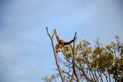 猴子在树上爬的摄影 · 免费素材图片