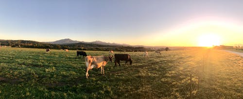 日落期间母牛的摄影 · 免费素材图片