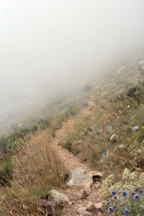 绿色和棕色草田 · 免费素材图片