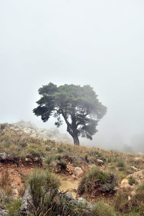树木和雾 · 免费素材图片