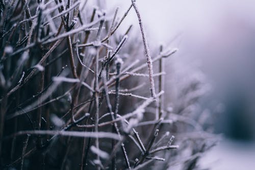 有关下雪的, 冬季, 冰的免费素材图片