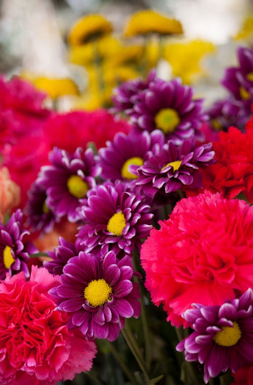 紫色，粉色和黄色的花朵的散景照片 · 免费素材图片