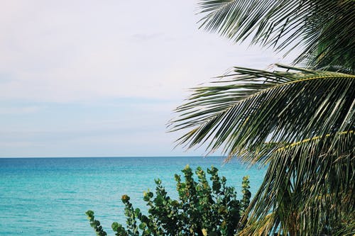 水体附近的棕榈树和绿叶植物 · 免费素材图片
