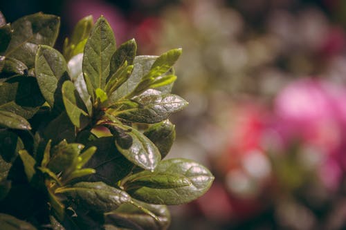 叶子的焦点摄影 · 免费素材图片