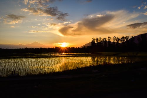 金色小时在平静的天空下的稻田剪影 · 免费素材图片