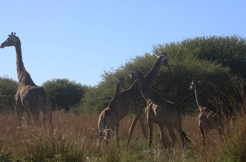 长颈鹿在外地的照片 · 免费素材图片