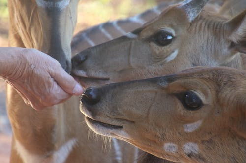 喂养棕鹿的人的特写照片 · 免费素材图片