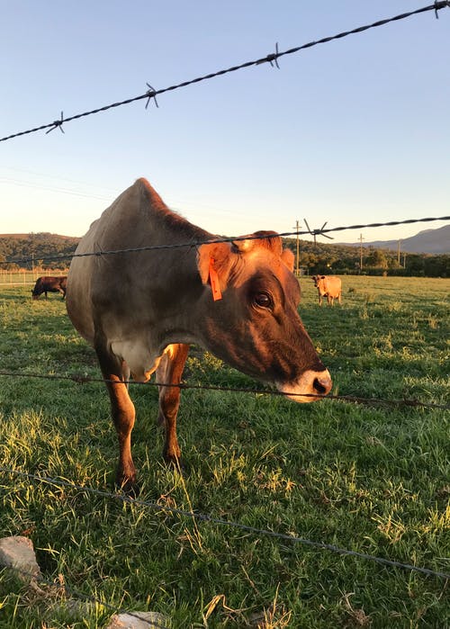 牛在草地上的特写摄影 · 免费素材图片