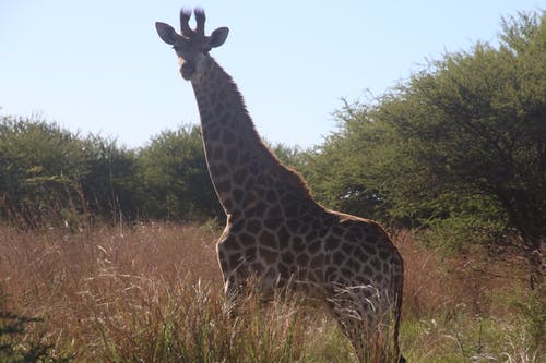 长颈鹿白天的摄影 · 免费素材图片