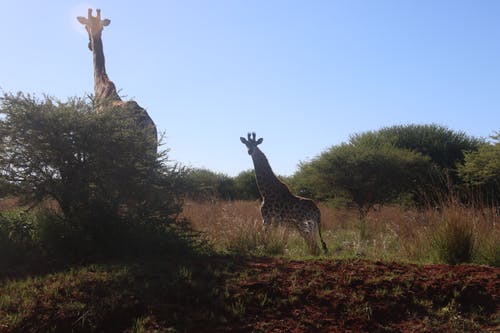 两只长颈鹿在绿树旁的摄影 · 免费素材图片