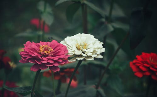 百日草花的特写摄影 · 免费素材图片