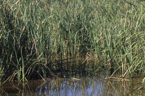 草在池塘上的照片 · 免费素材图片