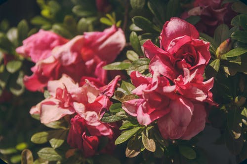 粉红玫瑰的特写摄影 · 免费素材图片
