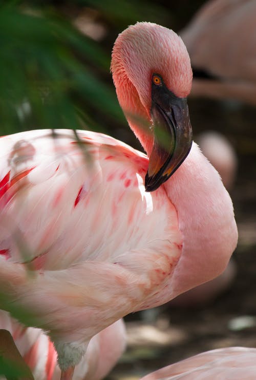 粉红火烈鸟的选择性聚焦摄影 · 免费素材图片