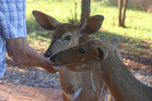 喂养两只鹿的人的照片 · 免费素材图片