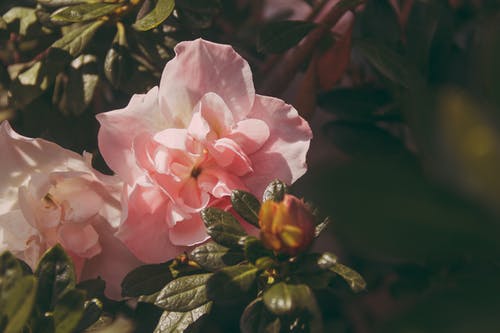 白天盛开的粉红牡丹花朵 · 免费素材图片