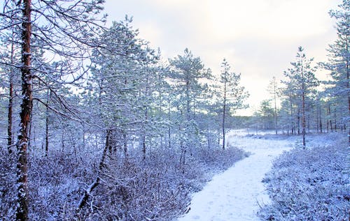 被雪覆盖着的照片树 · 免费素材图片