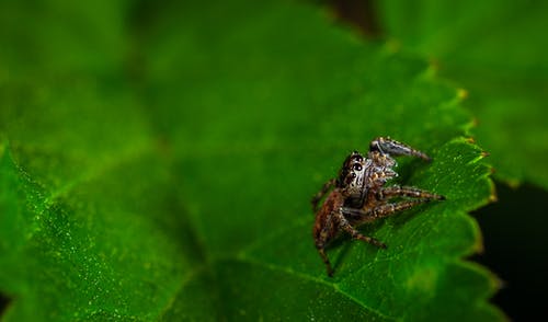 叶上蜘蛛的宏观摄影 · 免费素材图片