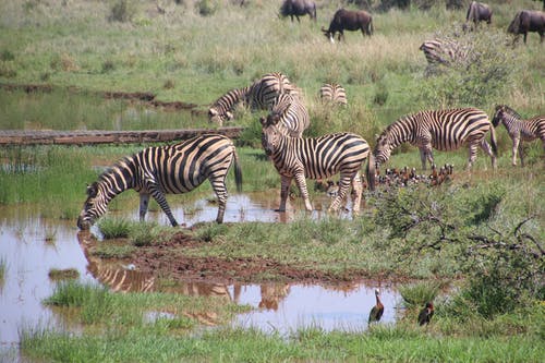 群斑马在水草与草 · 免费素材图片