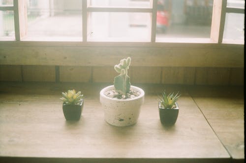 棕色桌上的三种什锦的植物 · 免费素材图片