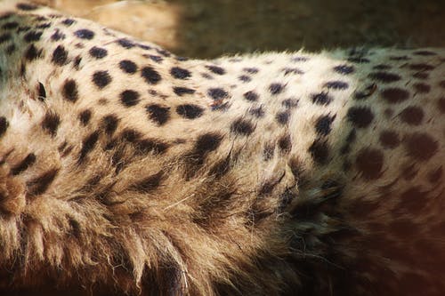 猎豹的特写照片 · 免费素材图片