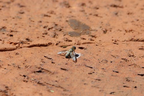 黑色家蝇的倾斜摄影 · 免费素材图片